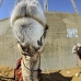 camel_giza_cai_v_0014_egy0082.jpg